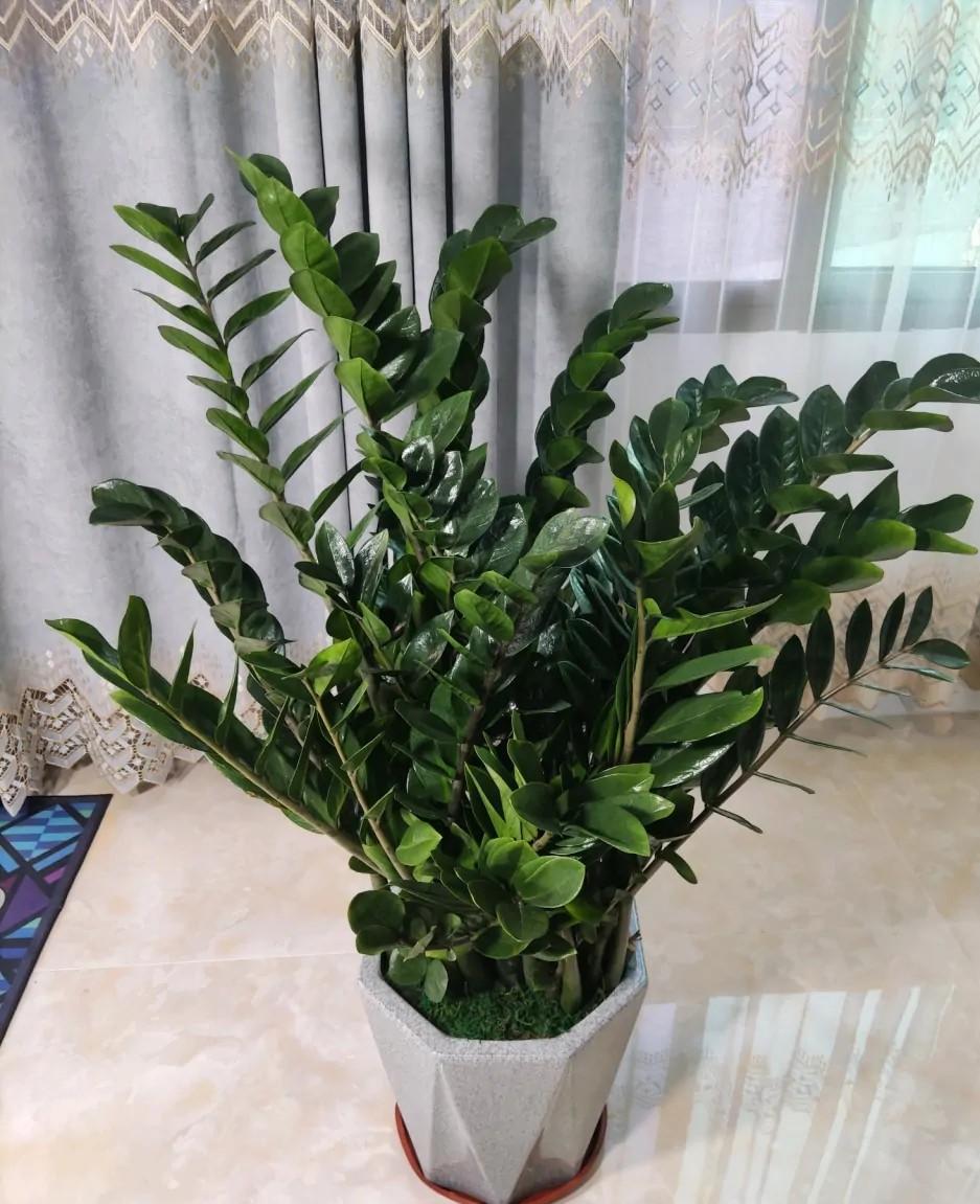 适合家里养的吉祥花卉有哪些