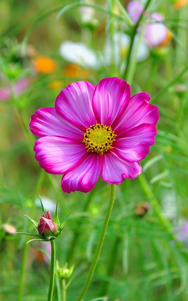 格桑花种子种植方法(格桑花浇水的正确方法)