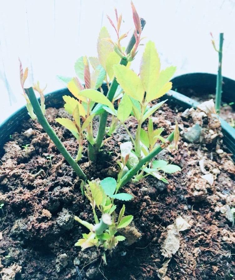 月季花怎么养开花多一点