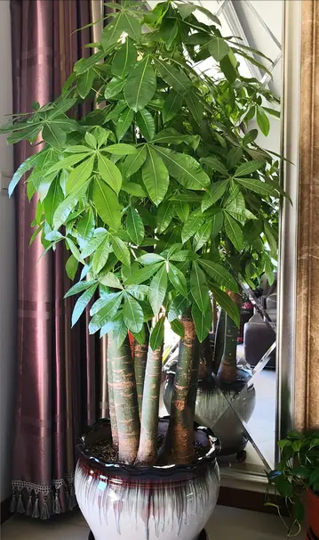 适合家里养的吉祥花卉有哪些