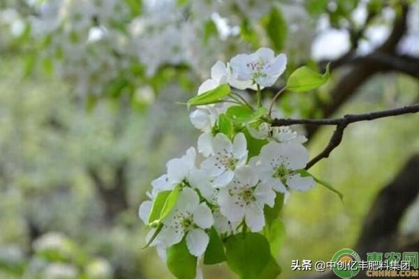 梨花是什么季节开的(描述梨花的花语及寓意)