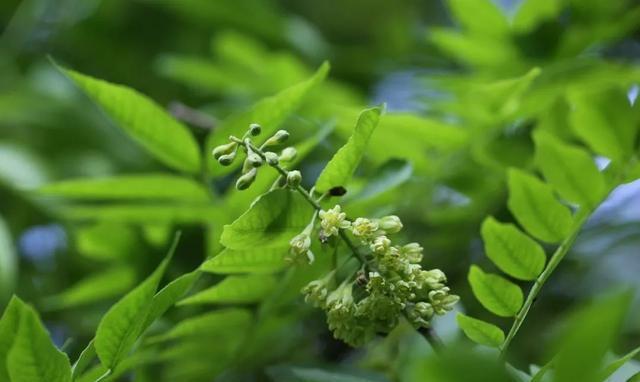 皂荚树和皂角树的区别(了解皂角树的价值)