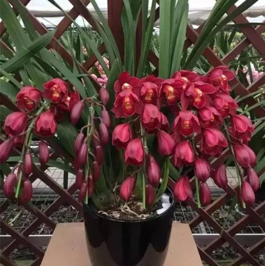冬天开什么花常见(耐寒耐旱的室外花卉)