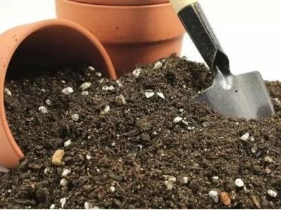 腊梅树种植方法及时间