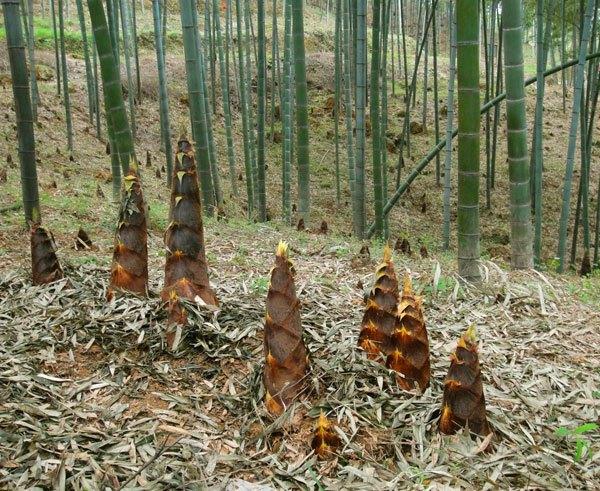 竹子是草本还是木本植物(竹子的资料及介绍)