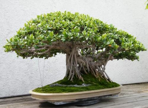 盆栽花卉造型制作方法(关于客厅绿植排名)