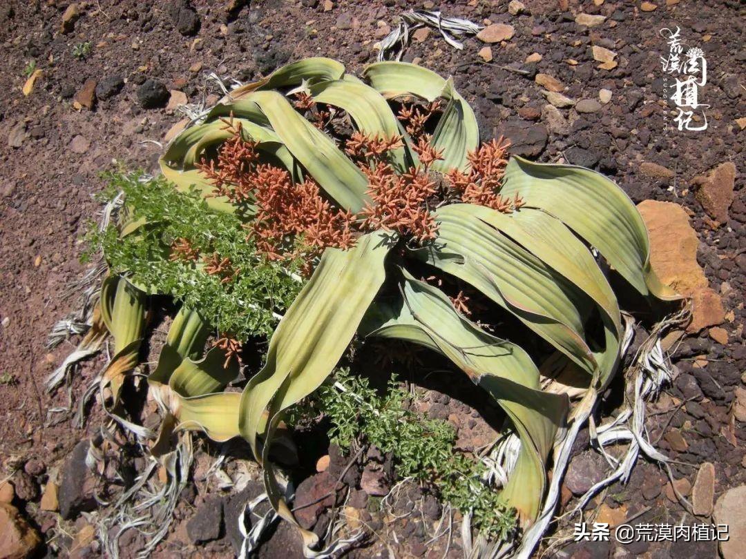 百岁兰怎么养(世界珍稀植物之一)