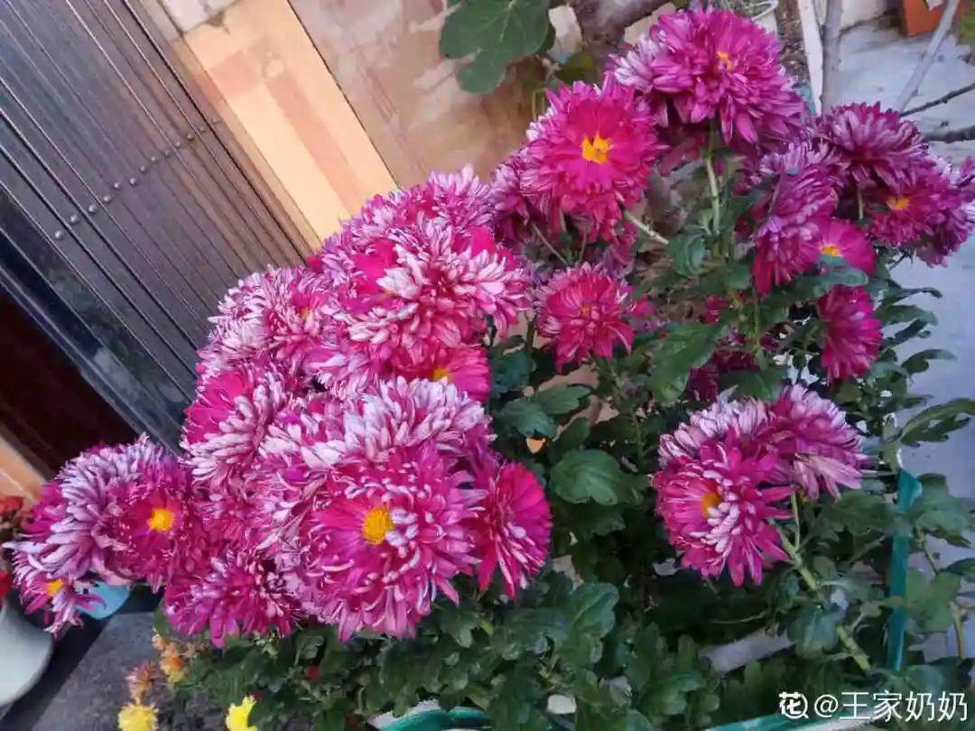 耐寒宿根花卉有哪些种类(能过冬的室外耐寒绿植)