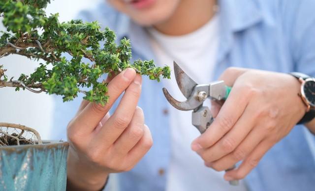 盆栽修剪方法与技巧(绿植修剪注意事项)