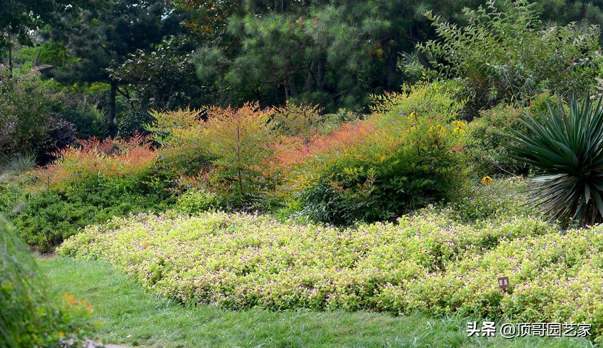 四季常绿的树有哪些(低矮四季常青的绿植)