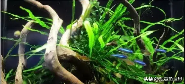 水草种类及名称(常见水草种类大全)