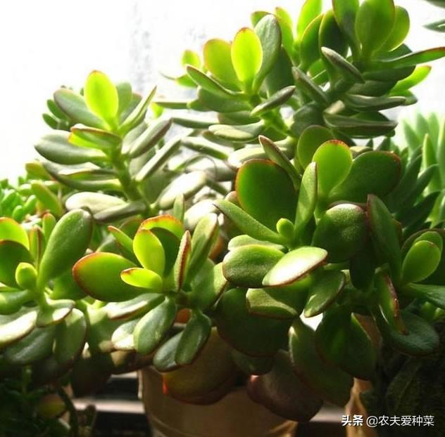 厚脸皮适合在室内养么