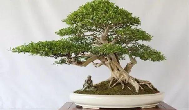 盆栽修剪方法与技巧(绿植修剪注意事项)