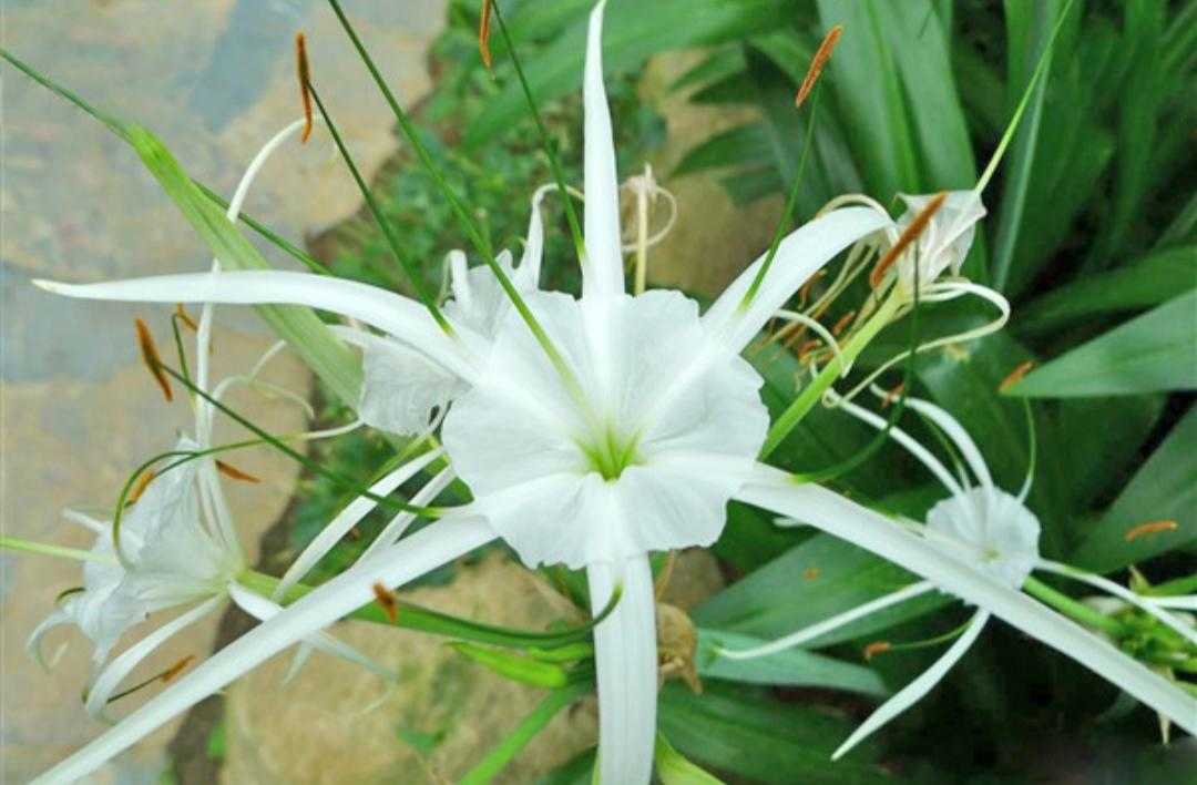 水鬼蕉的养殖方法(讲解水鬼蕉的寓意与风水)