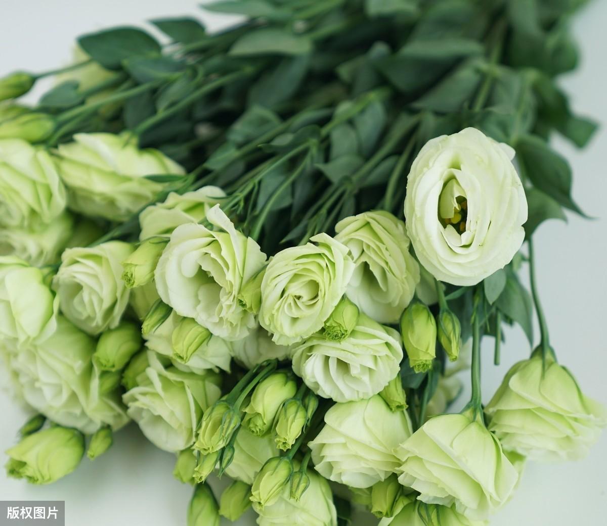 绿色的花有哪些及花名(常见的5种绿色花)