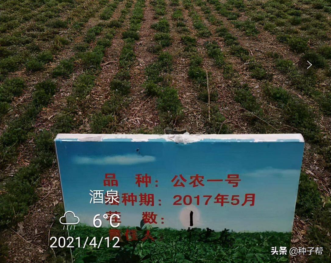 紫花苜蓿种子浸泡多久(关于紫花苜蓿种植方法)