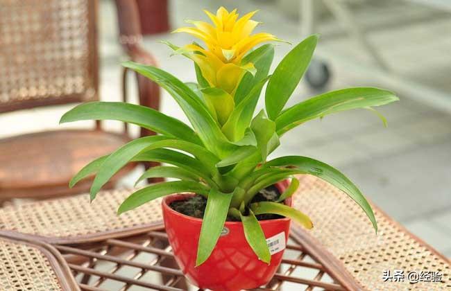 凤梨花叶子发黄怎么办(讲解植物枯黄掉叶的原因)