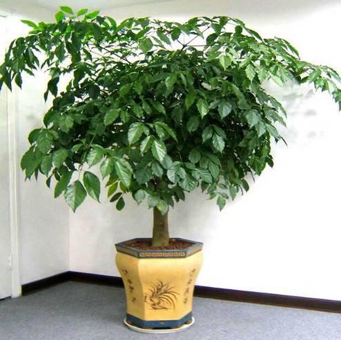 长青树有哪些品种(常见的四季常青的树)