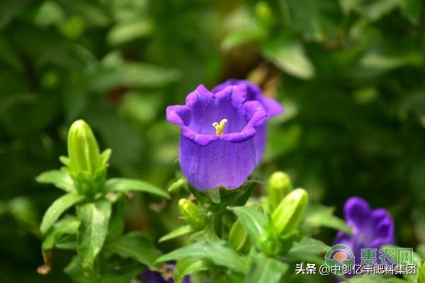 风铃草的花语和象征(关于风铃草延长花期技巧)