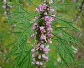 常见的植物有哪些(绿化路边花草品种)