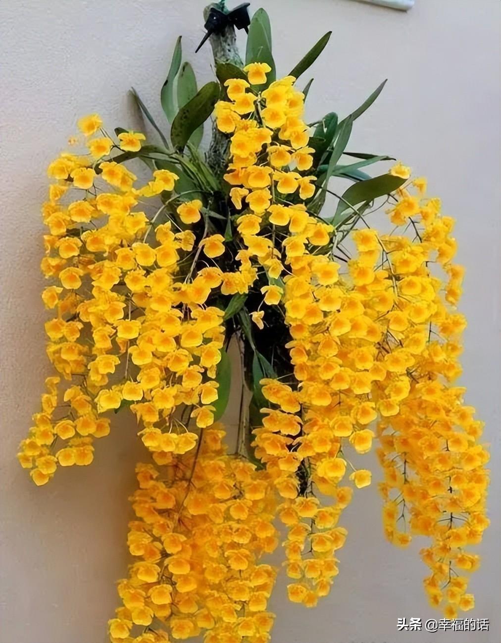 花中四君子是指什么花(梅兰竹菊四君子代表的意义)