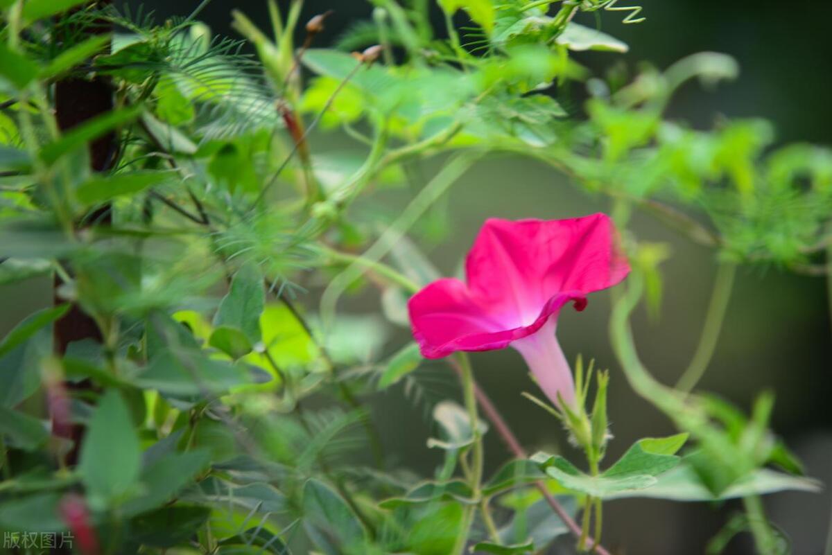喇叭花和牵牛花的区别是什么(了解喇叭花的花语和寓意)
