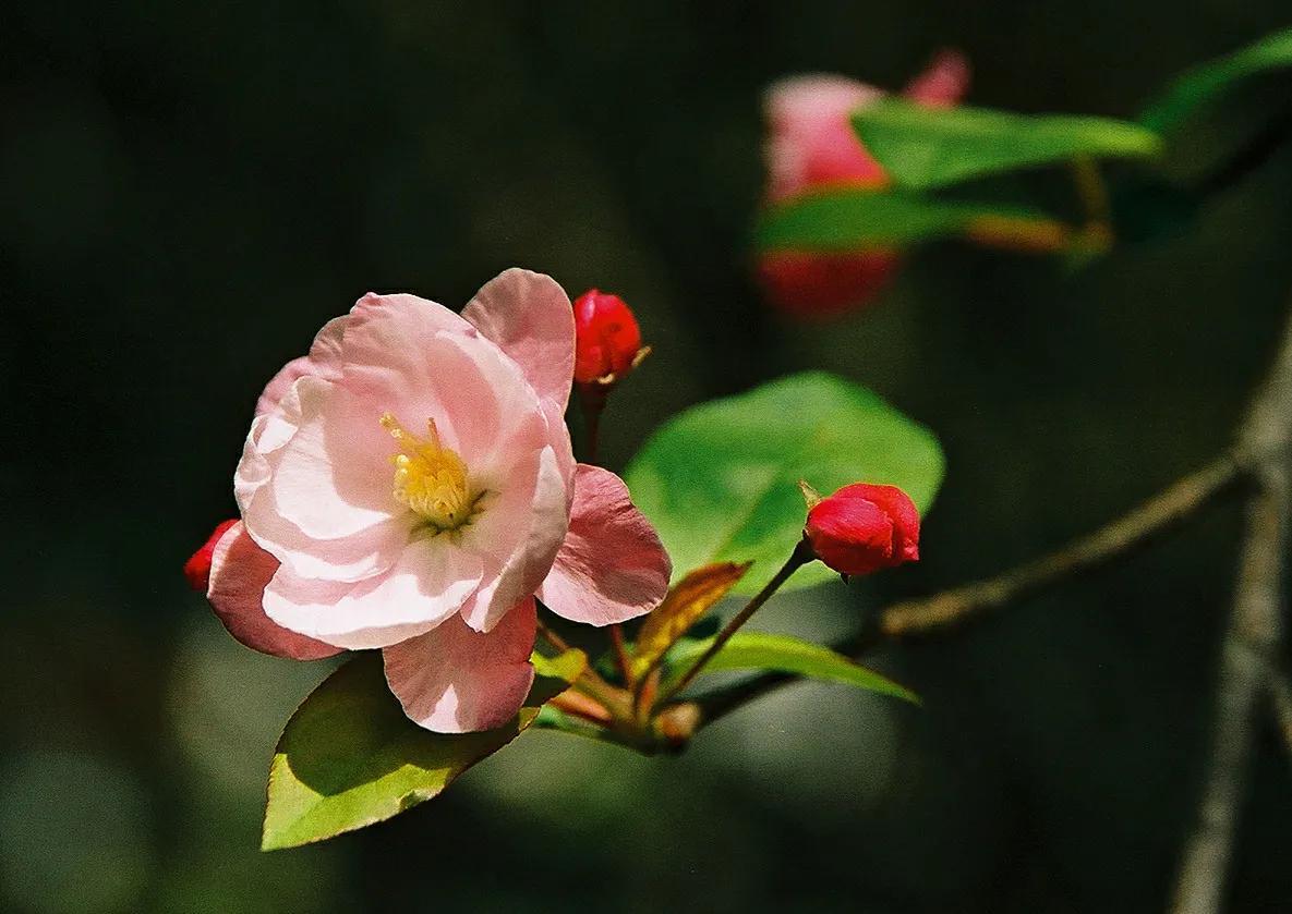 春天里的花有哪些(3种代表春天的花)