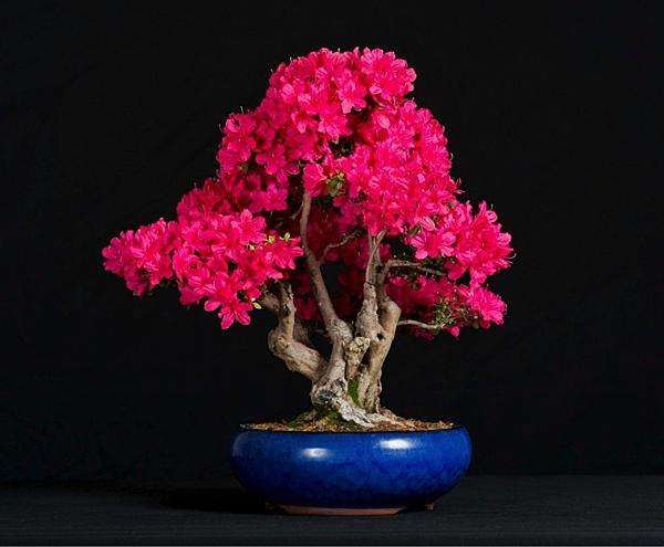 杜鹃花有香味吗怎么养(关于杜鹃花有香味的品种)