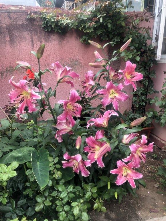 一年生植物能养一年吗(适合懒人种植的经济作物)