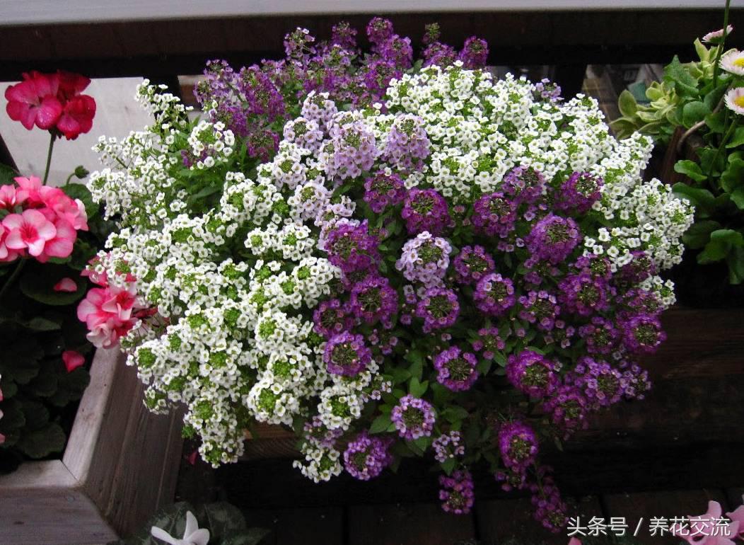 香雪球多久发芽出土（关于香雪兰种球催芽方法）