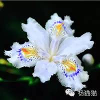 鸢尾花的花语(各种颜色鸢尾花的含义)