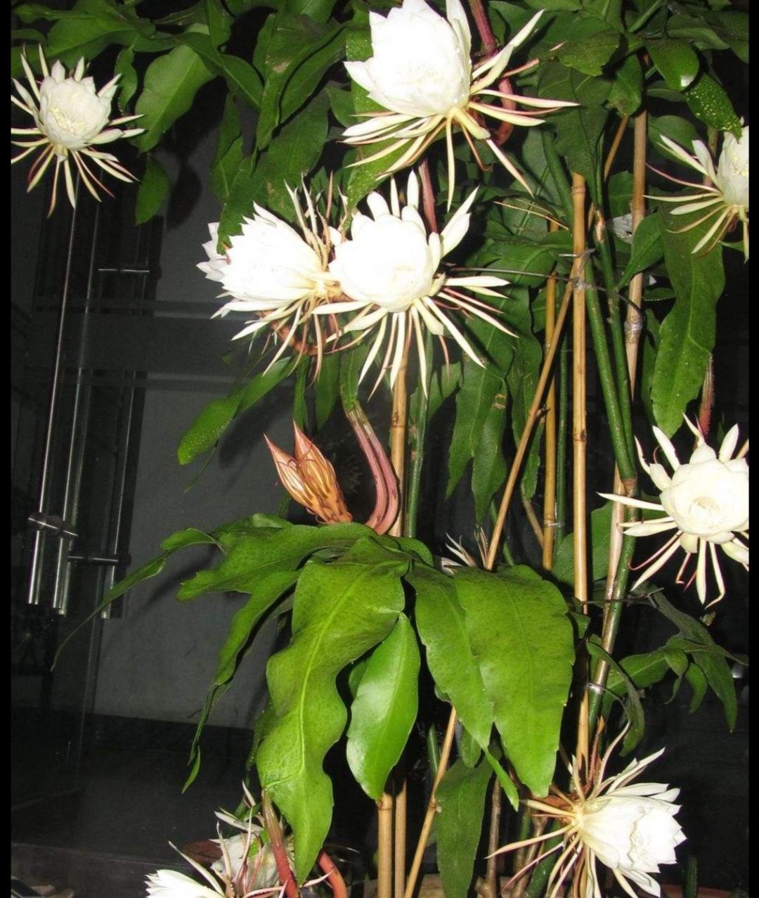 昙花开花时间大约有多久(讲解昙花开花过程描写)