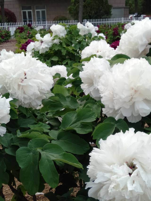 花中之王指的是什么花(花王牡丹的介绍)