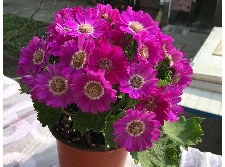 瓜叶菊的特点(适合冬季室外种植的花卉)