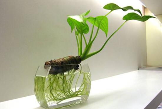 滴水观音吸甲醛吗(吸甲醛的绿植排名)