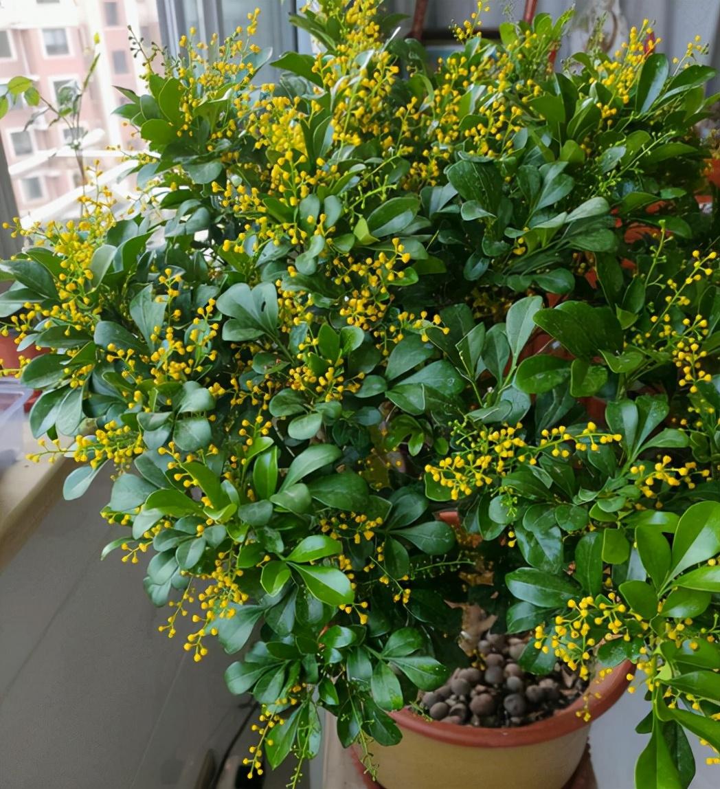 冬天室内开花的花卉植物有哪些品种(最耐阴的室内植物大型)