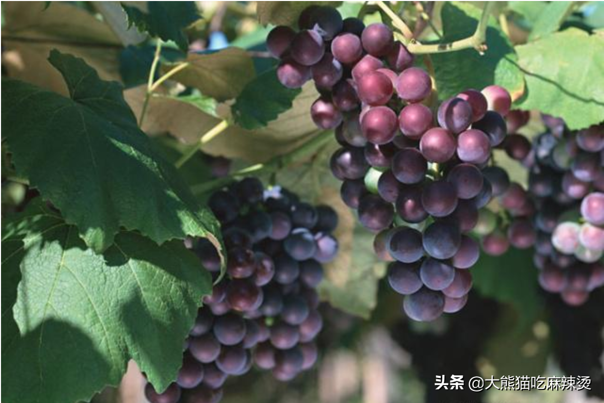 盆栽葡萄用什么盆最好看