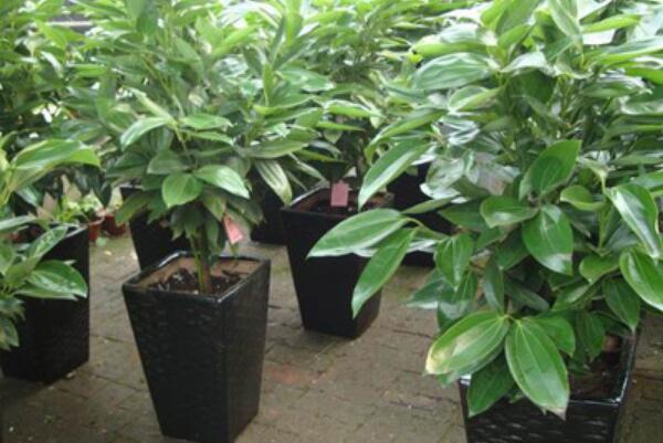 详细阅读:盆栽平安树的养殖方法和注意事项(平安树浇水的正确方法) 盆栽平安树的养殖方法和注意事项(平安树浇水的正确方法)