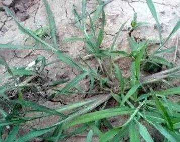 常见的植物有哪些(绿化路边花草品种)