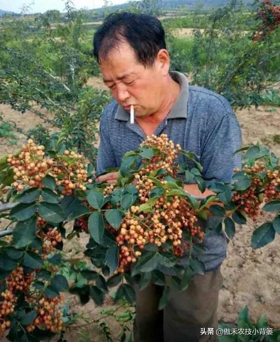 花椒树的种植方法(详解花椒种植技术)