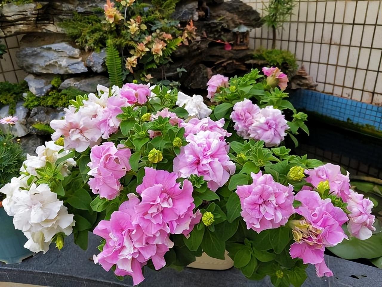 喜阳不怕晒的植物花卉大全(适合阳台暴晒的大型绿植)