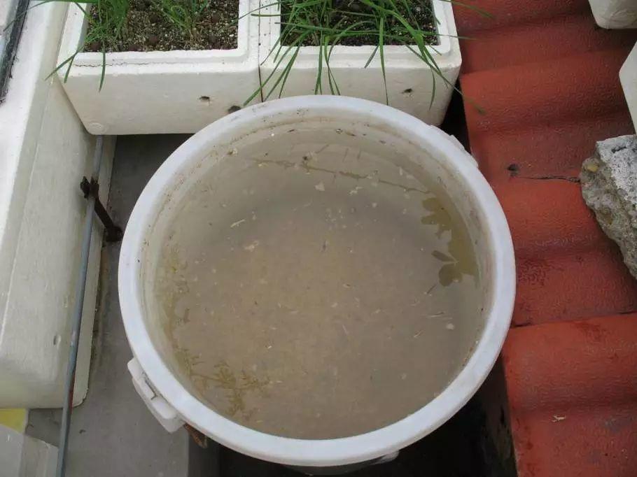 草莓的花是什么颜色的(草莓品种大全名称)