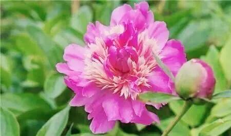 芍药品种介绍及图片(最受欢迎的芍药品种)