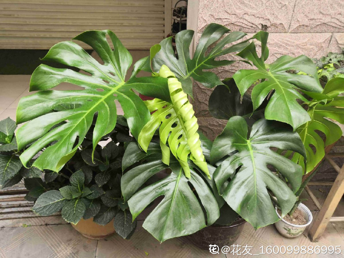 净化空气有哪些植和花(解决空气污染的方法)