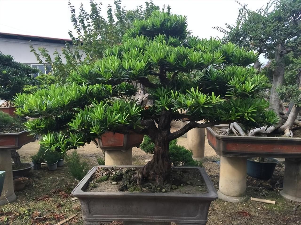 黄杨栽在庭院吉利吗