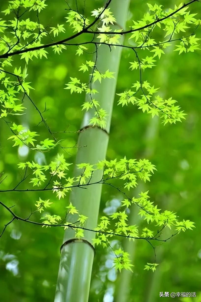 花中四君子是指什么花(梅兰竹菊四君子代表的意义)