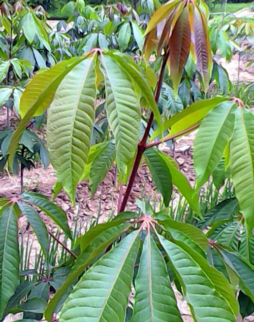 热带雨林有哪些植物类型(推荐热带雨林的五种植物)