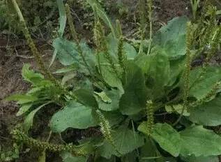 常见的植物有哪些(绿化路边花草品种)