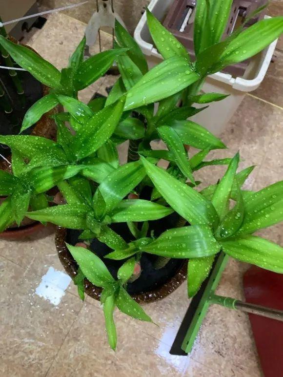 家中适合养的花有哪些种类
