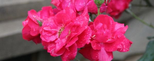 月季花的养殖方法和注意事项（家养月季花的简易方法）